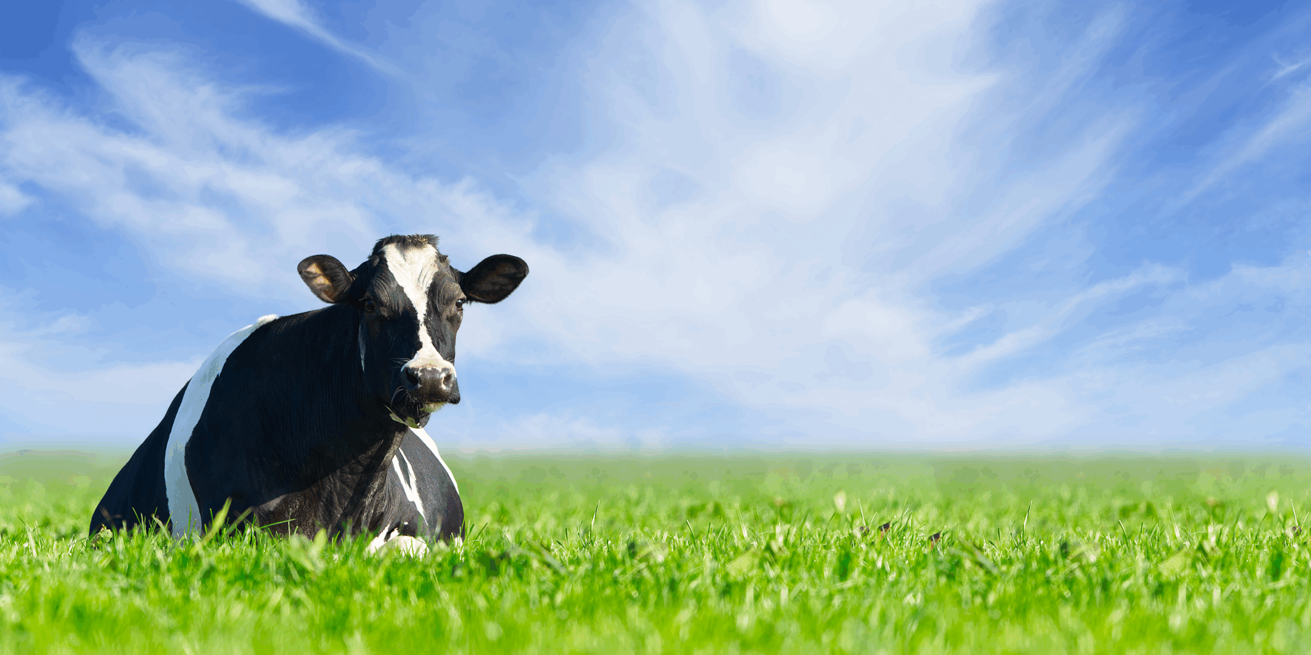 Grass-fed cow resting in a green pasture